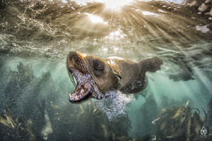 "Bark"

You think sharks are dangerous!!!!...try Cape F... by Allen Walker 